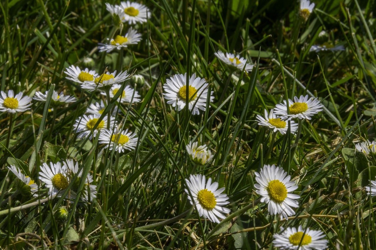 Žolė,  Daisy,  Makro,  Žalias,  Jei,  Geltona,  Veja, Nemokamos Nuotraukos,  Nemokama Licenzija