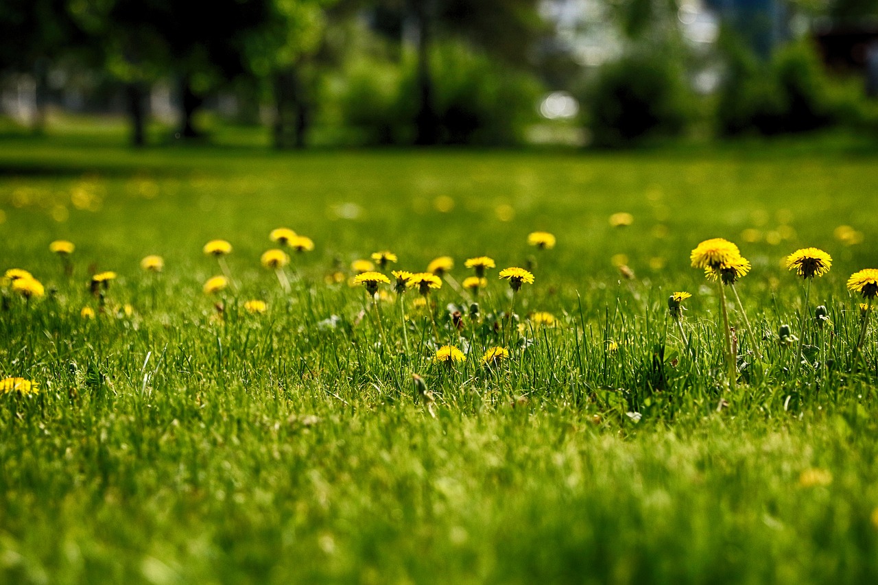 Žolė,  Kiaulpienė,  Pobūdį,  Meadow,  Pavasaris, Nemokamos Nuotraukos,  Nemokama Licenzija