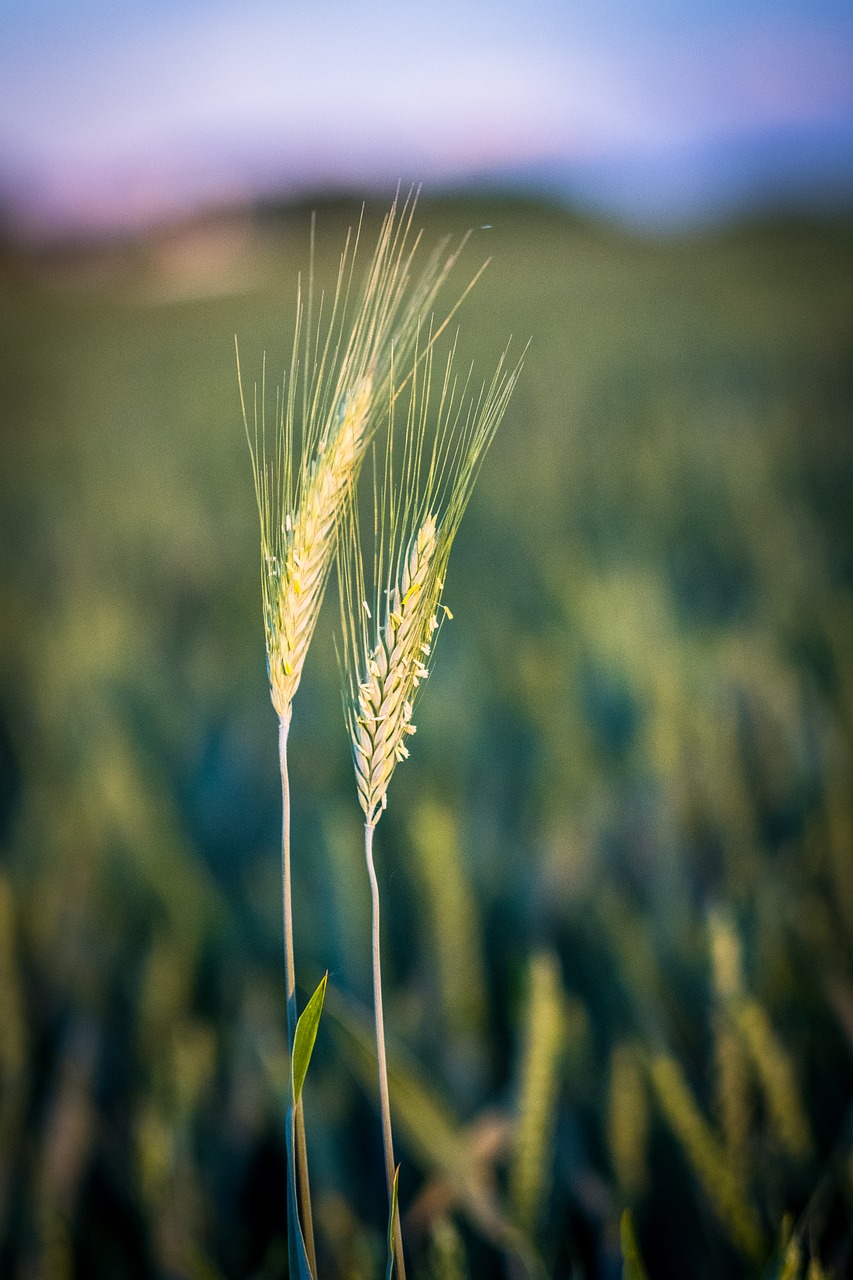 Žolė,  Ašmenys Žolės,  Meadow,  Žalias,  Pavasaris,  Bud,  Romantiškas,  Pobūdį,  Žolės,  Augalų