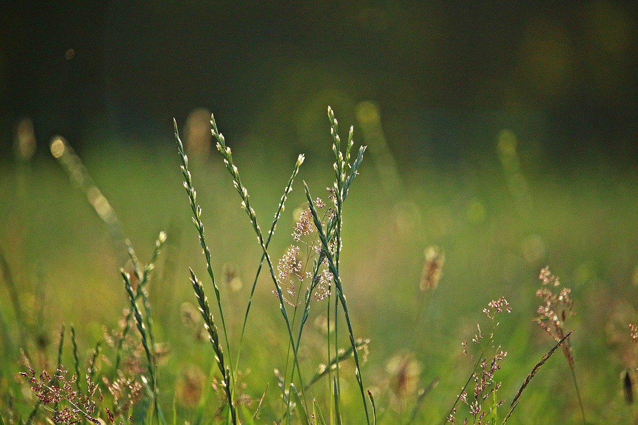 Žolė,  Morgenstimmung,  Augalų,  Svidrės,  Žalias,  Pobūdį,  Žolės,  Meadow,  Rytą,  Žolė Pieva