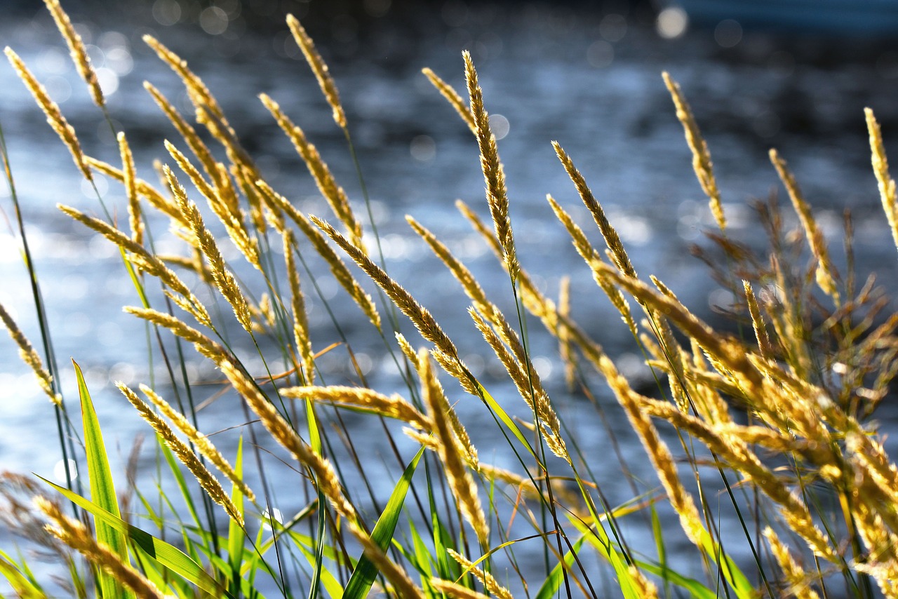 Žolė,  Augalų,  Augmenija,  Vandens,  Atgal Šviesos,  Bokeh, Nemokamos Nuotraukos,  Nemokama Licenzija