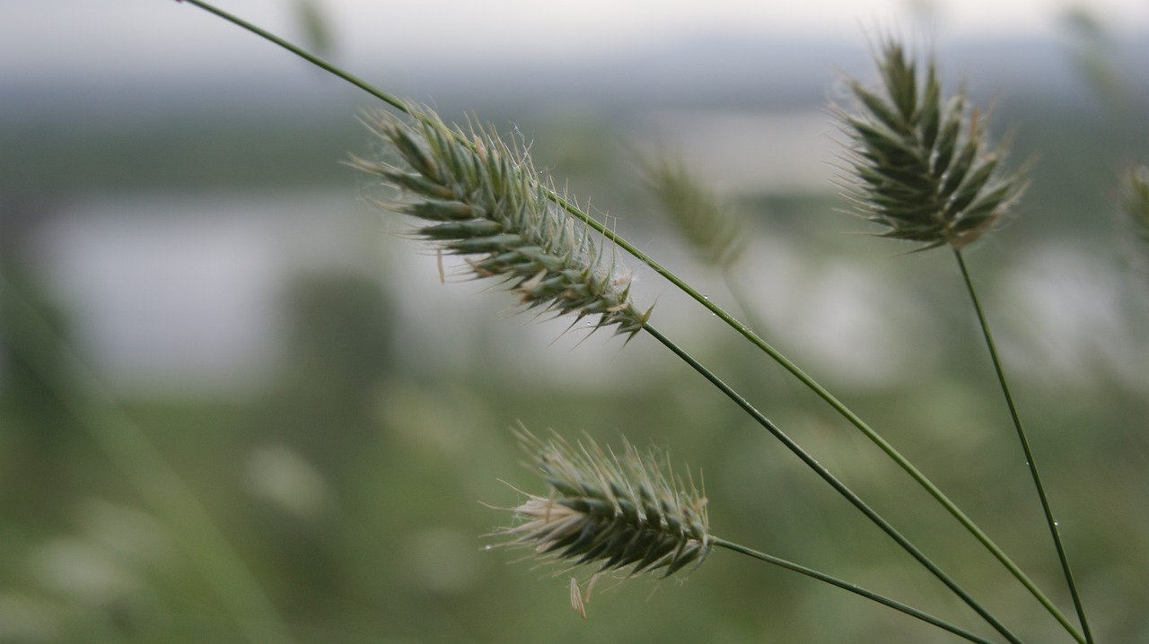 Žolė,  Kolosok,  Žalieji,  Upė, Nemokamos Nuotraukos,  Nemokama Licenzija