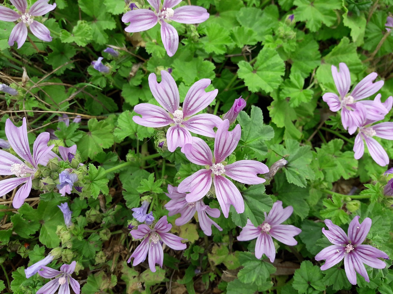 Žolė,  Gėlė,  Žalias,  Violetinė,  Gamta, Nemokamos Nuotraukos,  Nemokama Licenzija