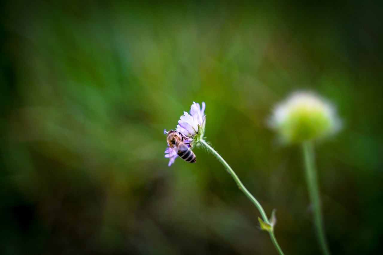 Žolė,  Ašmenys Žolės,  Žiedas,  Žydi,  Gėlė,  Bičių,  Vapsva,  Violetinė,  Violetinė,  Meadow