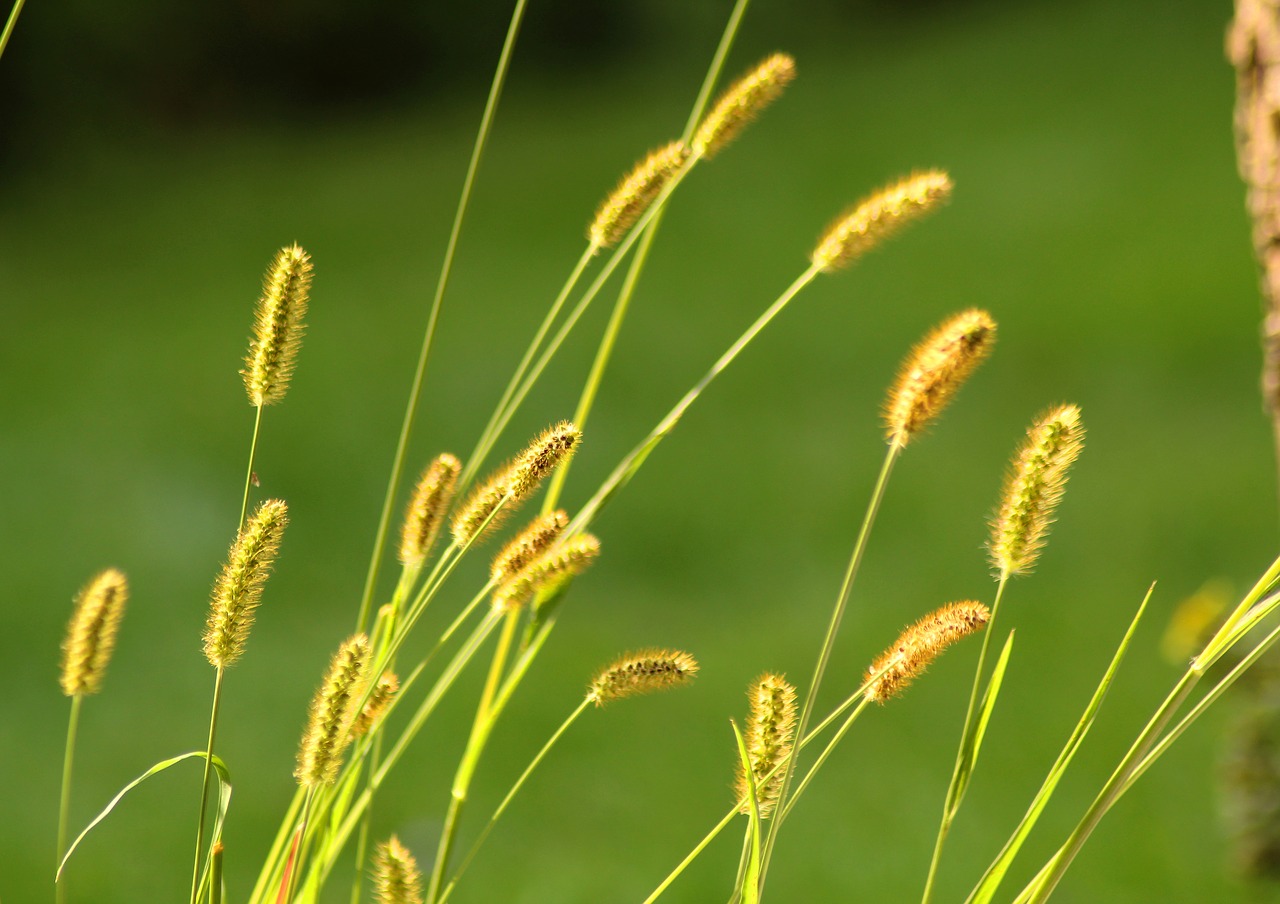 Žolė,  Vasara,  Pobūdį,  Kraštovaizdis,  Meadow,  Žalias,  Pavasaris,  Laukas,  Kaimo,  Aplinka