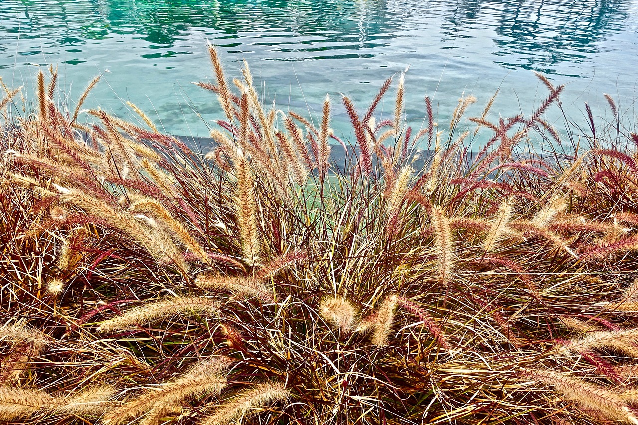 Žolė,  Nendrės,  Ežeras,  Vandens,  Tvenkinys,  Atmosfera,  Pobūdį,  Žolės,  Kraštovaizdis, Nemokamos Nuotraukos