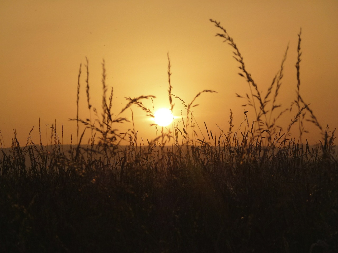 Žolė, Saulė, Gamta, Vasara, Saulėlydis, Abendstimmung, Nemokamos Nuotraukos,  Nemokama Licenzija