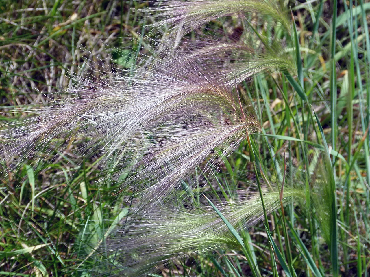 Žolė, Augalai, Alpių, Pieva, Žalias, Natūralus, Flora, Aplinka, Gamta, Nemokamos Nuotraukos