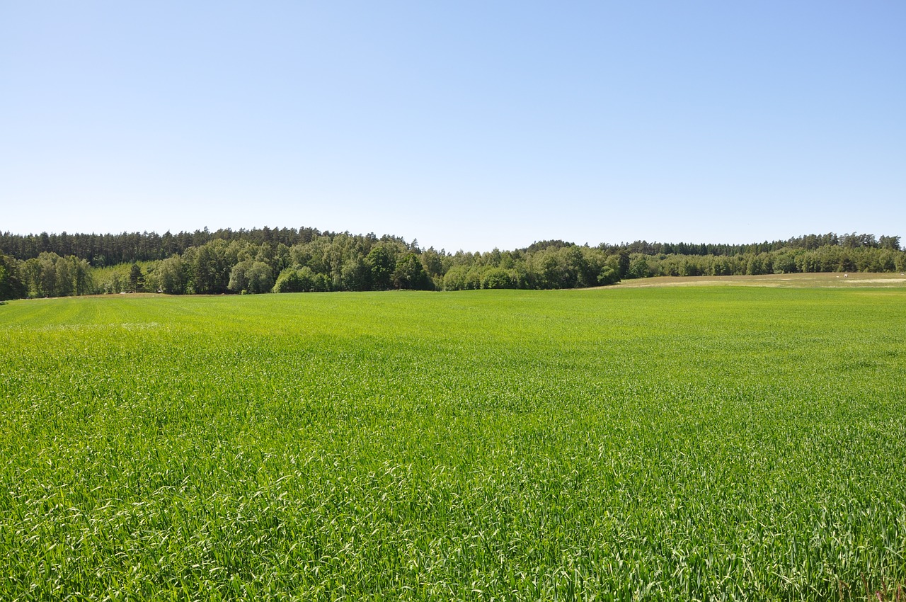 Žolė, Eiti, Vasara, Šalis, Lova, Žalias, Dangaus Mėlynumo, Švedija, Kaimas, Nemokamos Nuotraukos