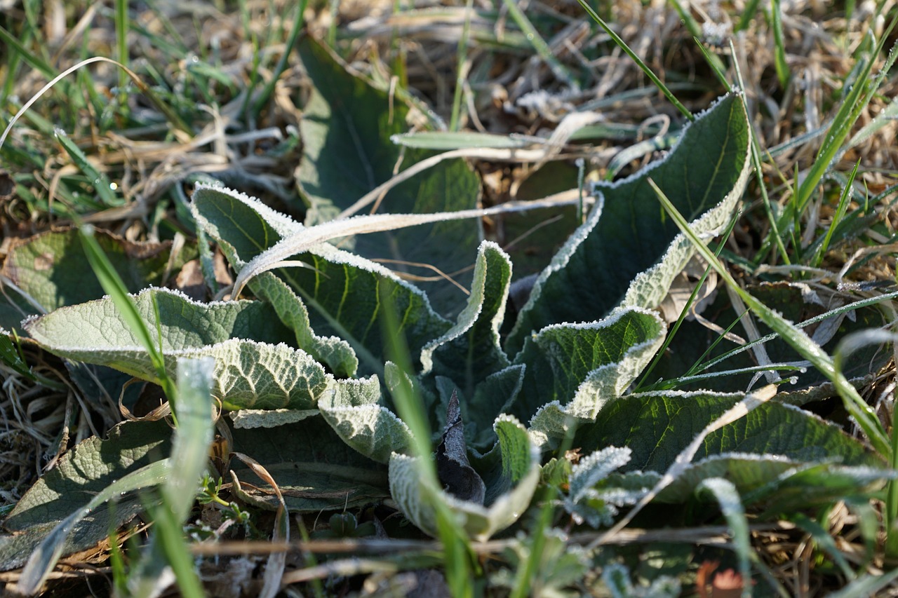 Žolė,  Ledas,  Gamta,  Žiema,  Šaltas,  Eiskristalio,  Pavasaris,  Užšaldyti,  Ledas,  Kristalas