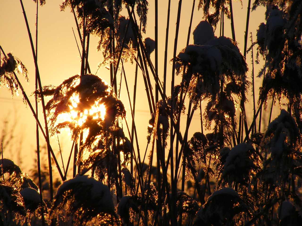 Žolė, Phragmites, Poales, Nendrė, Specie, Saulė, Augalai, Nemokamos Nuotraukos,  Nemokama Licenzija