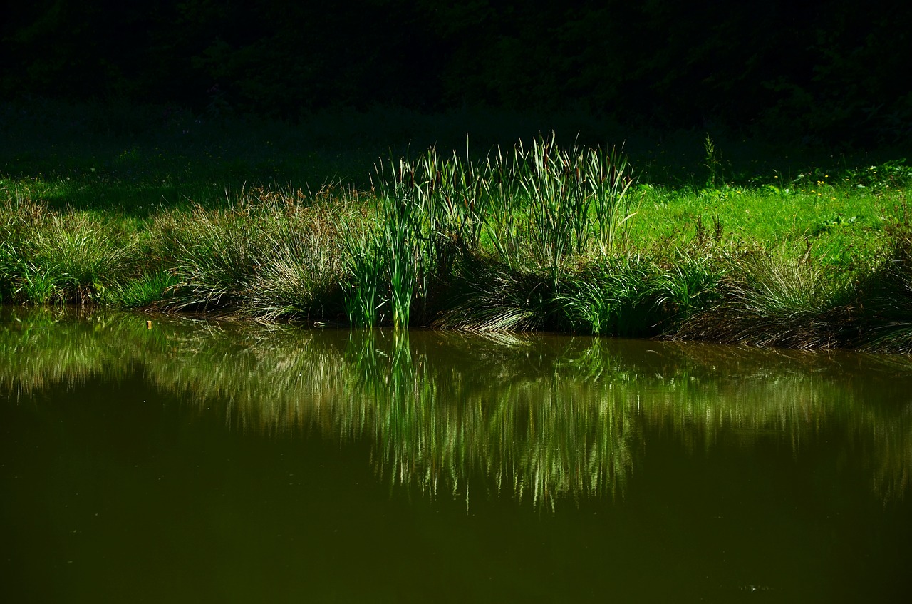 Žolė, Pieva, Ežeras, Veidrodis, Biotopa, Gamta, Žalias, Žolės Mentė, Vanduo, Nuotaika