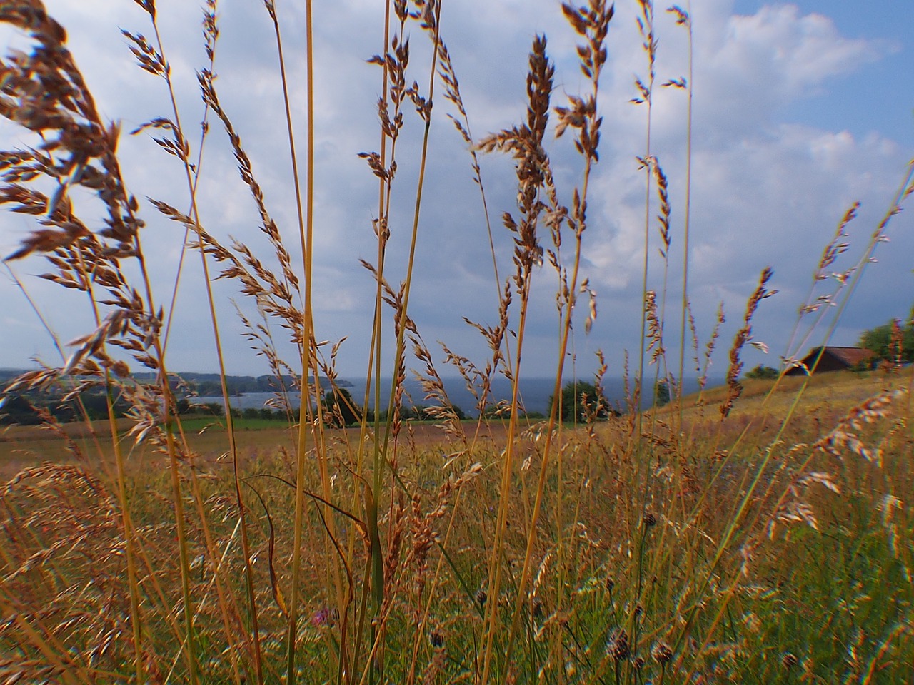 Žolė, Pieva, Vaizdas, Gamta, Horizontas, Sausa Žolė, Nemokamos Nuotraukos,  Nemokama Licenzija