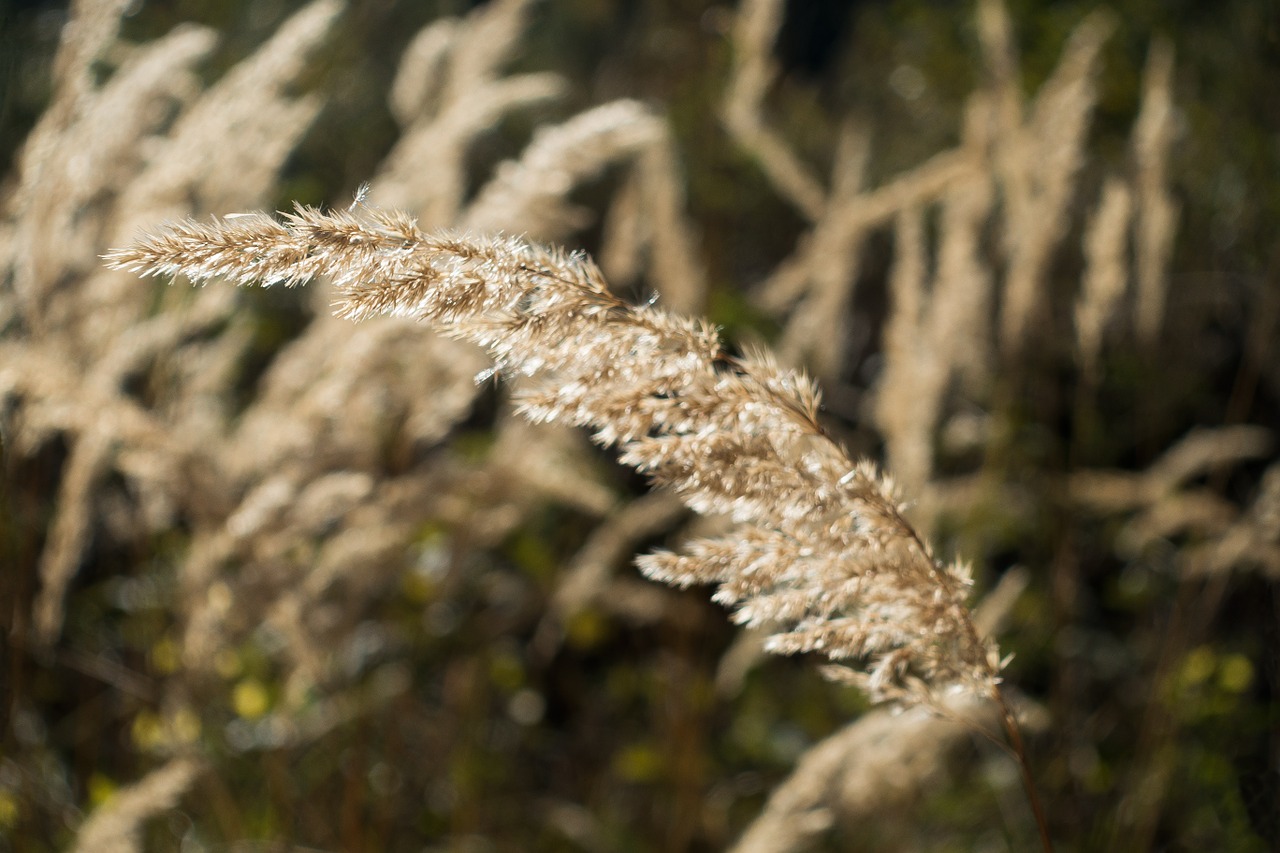 Žolė, Miškas, Bluegrass, Ilgos Dulkių Sriegiai, Atgal Šviesa, Augalas, Flora, Gamta, Ruduo, Nemokamos Nuotraukos