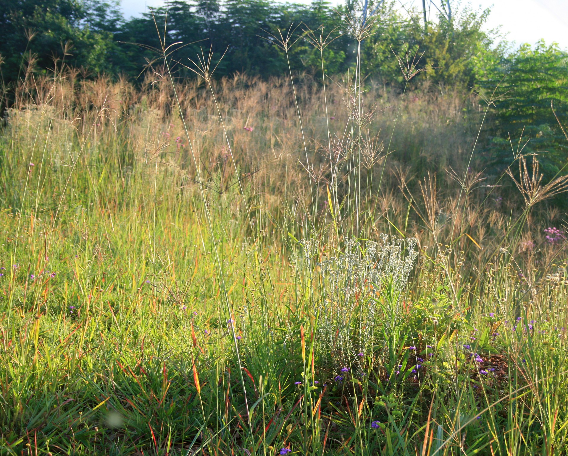 Žolė,  Veld,  Žalias,  Saulės Šviesa,  Žolė Ir Veldas, Nemokamos Nuotraukos,  Nemokama Licenzija