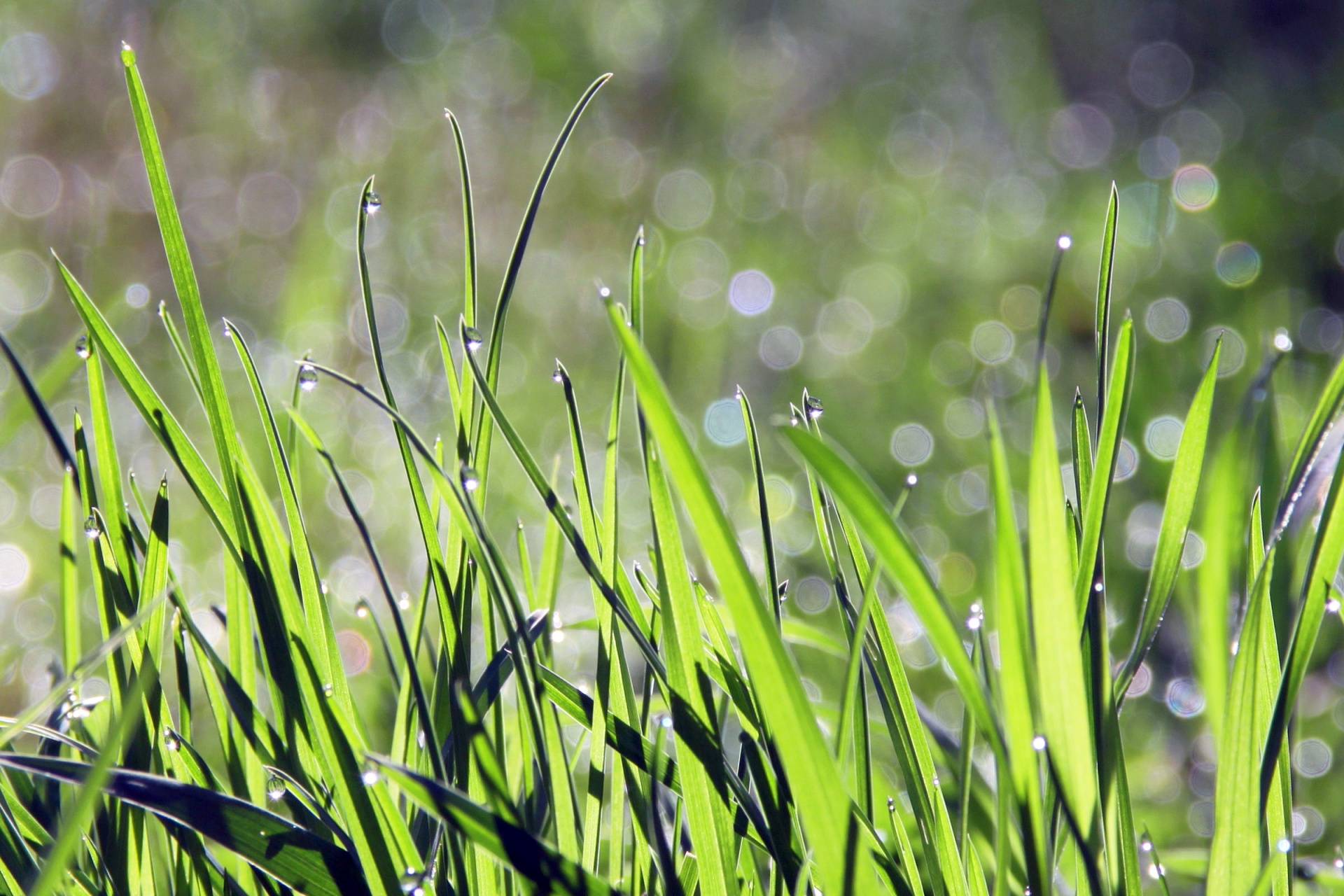 Žolė,  Žalias,  Iš Arti,  Uždaryti,  Rasa,  Vanduo,  Lašai,  Bokeh,  Žibintai,  Fonas