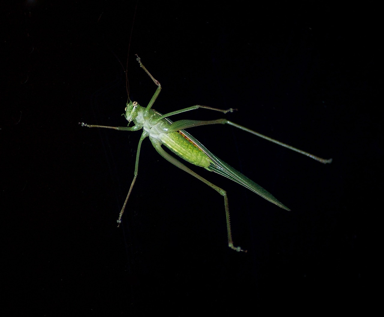 Žolės Bunkeris, Vabzdys, Žalias, Poilsio, Laukinė Gamta, Naktis, Juoda, Queensland, Australia, Nemokamos Nuotraukos