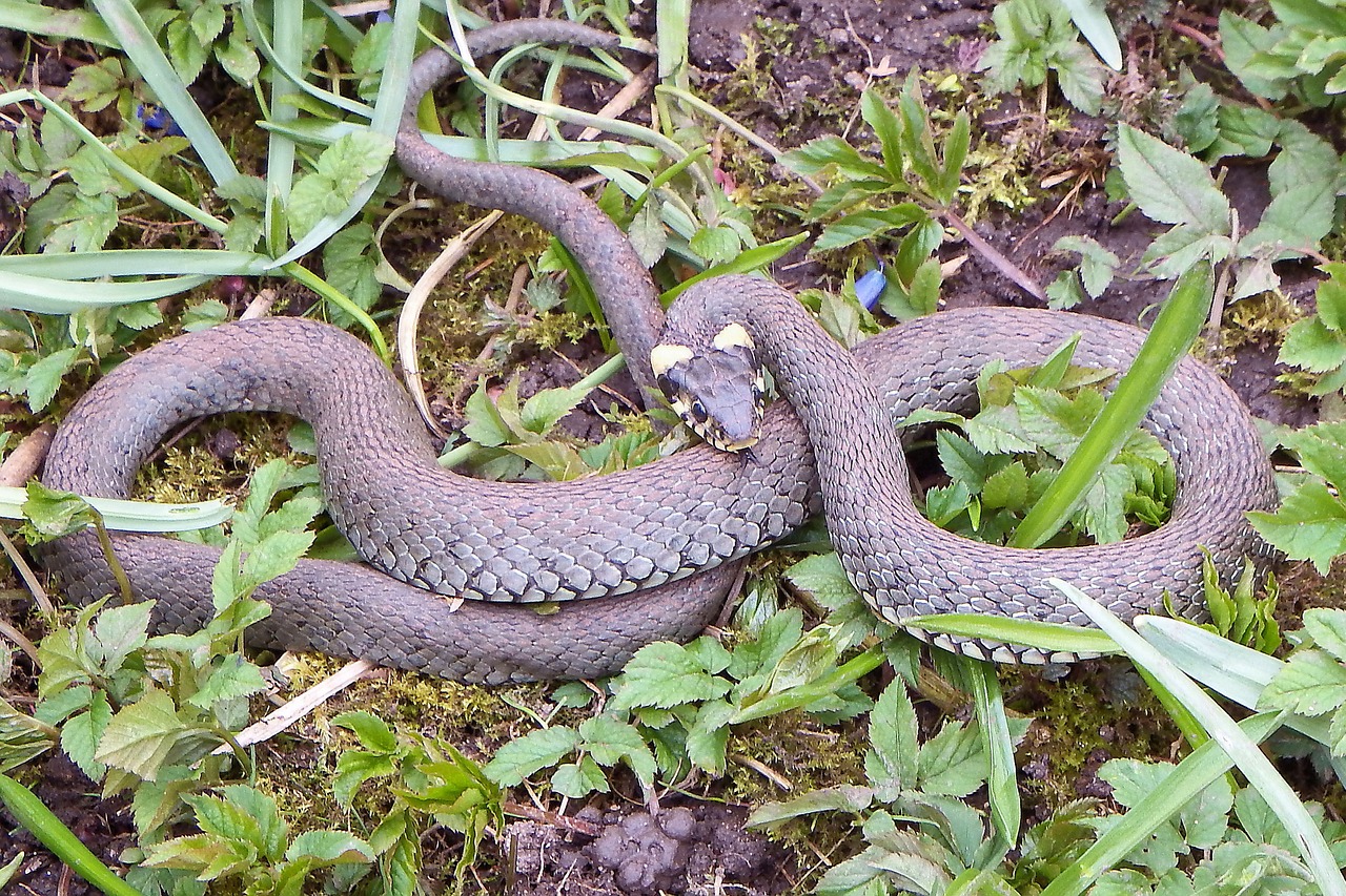 Žolės Gyvatė, Gyvatė, Ropliai, Natter, Nepavojingas, Rūšis, Gamta, Natrix Natrix, Kolubridae, Nemokamos Nuotraukos