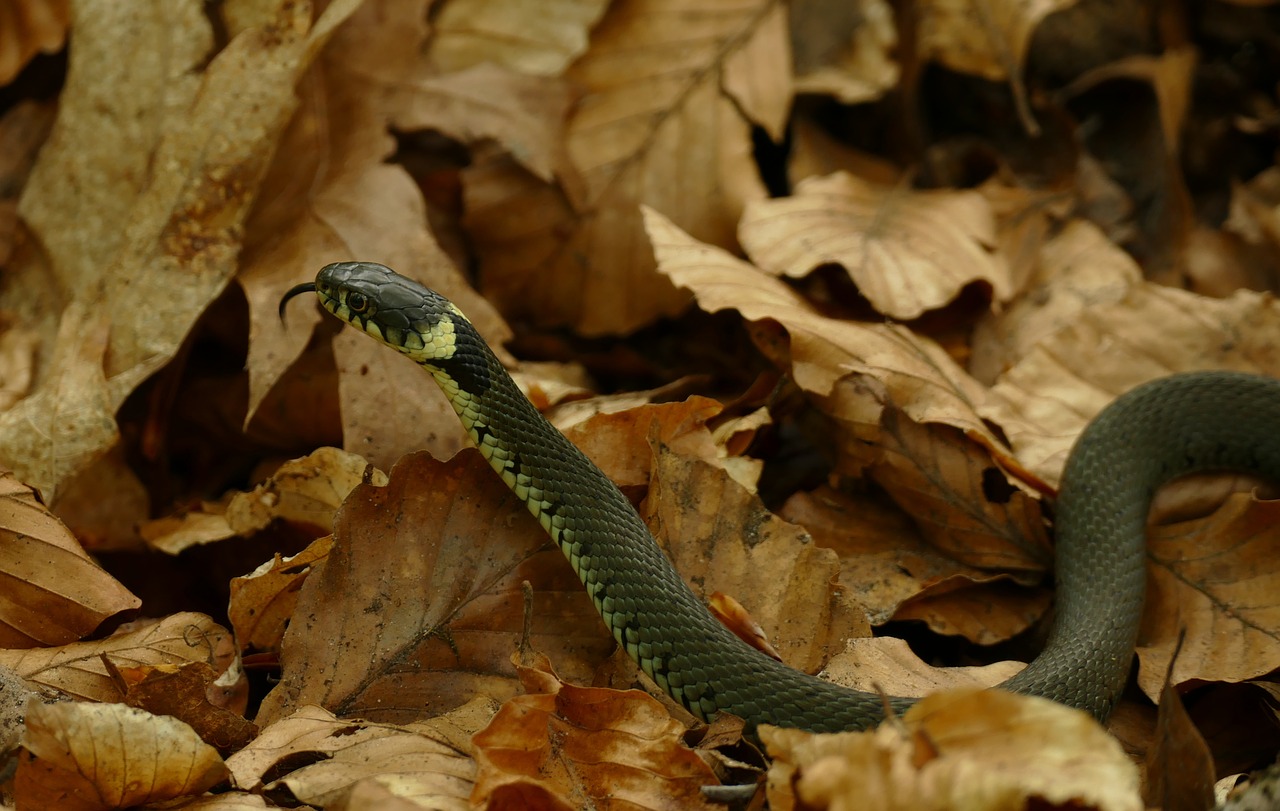 Žolės Gyvatė, Žarna, Natrix Natrix, Vandens Žarna, Nemokamos Nuotraukos,  Nemokama Licenzija