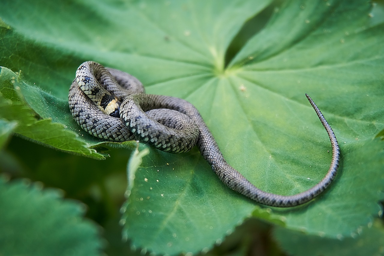 Žolė Gyvatė,  Gyvatė,  Paslėpti,  Baimė,  Instinktas,  Galva Žaidimas,  Mind Piešimo,  Roplys,  Skundėsi,  Natrix Natrix