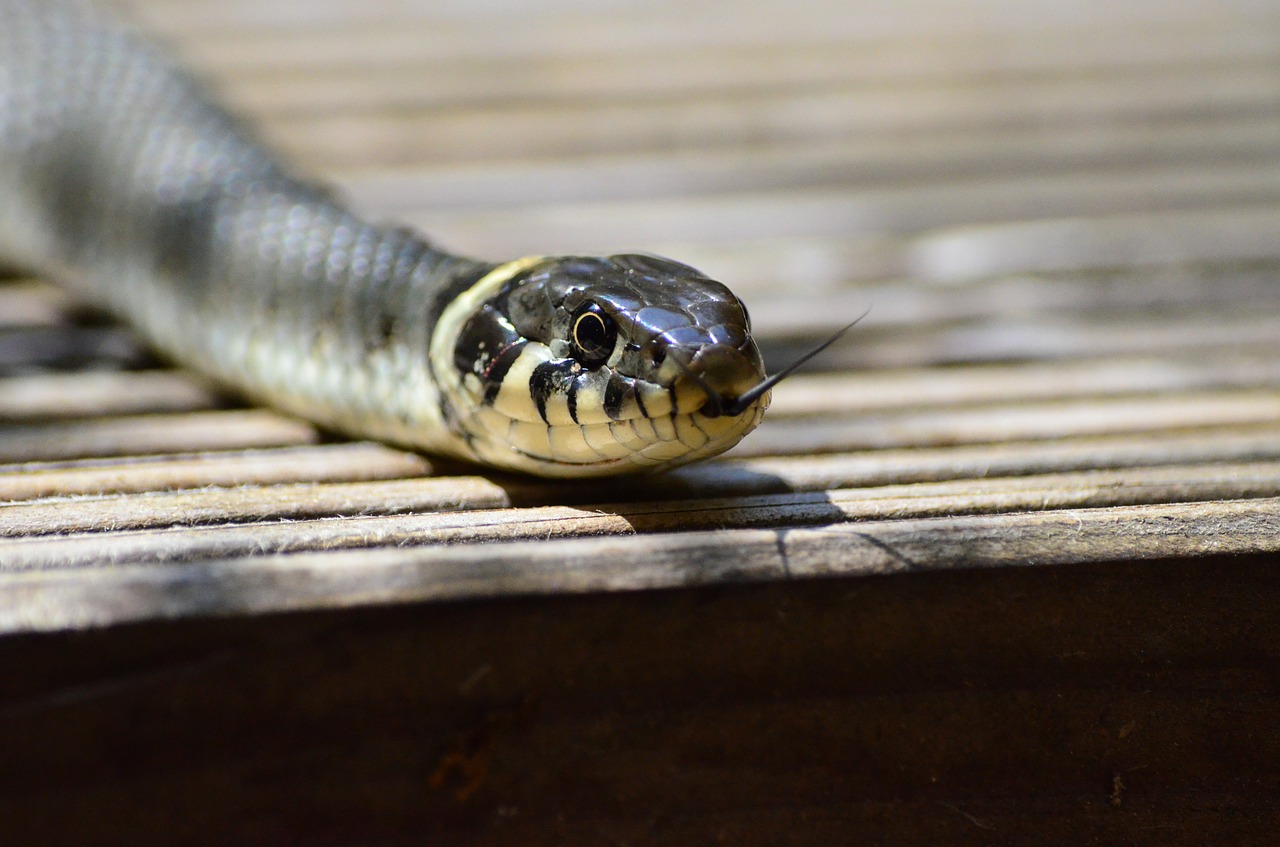 Žolės Gyvatė, Gyvatė, Snakehead, Geltona, Nemokamos Nuotraukos,  Nemokama Licenzija