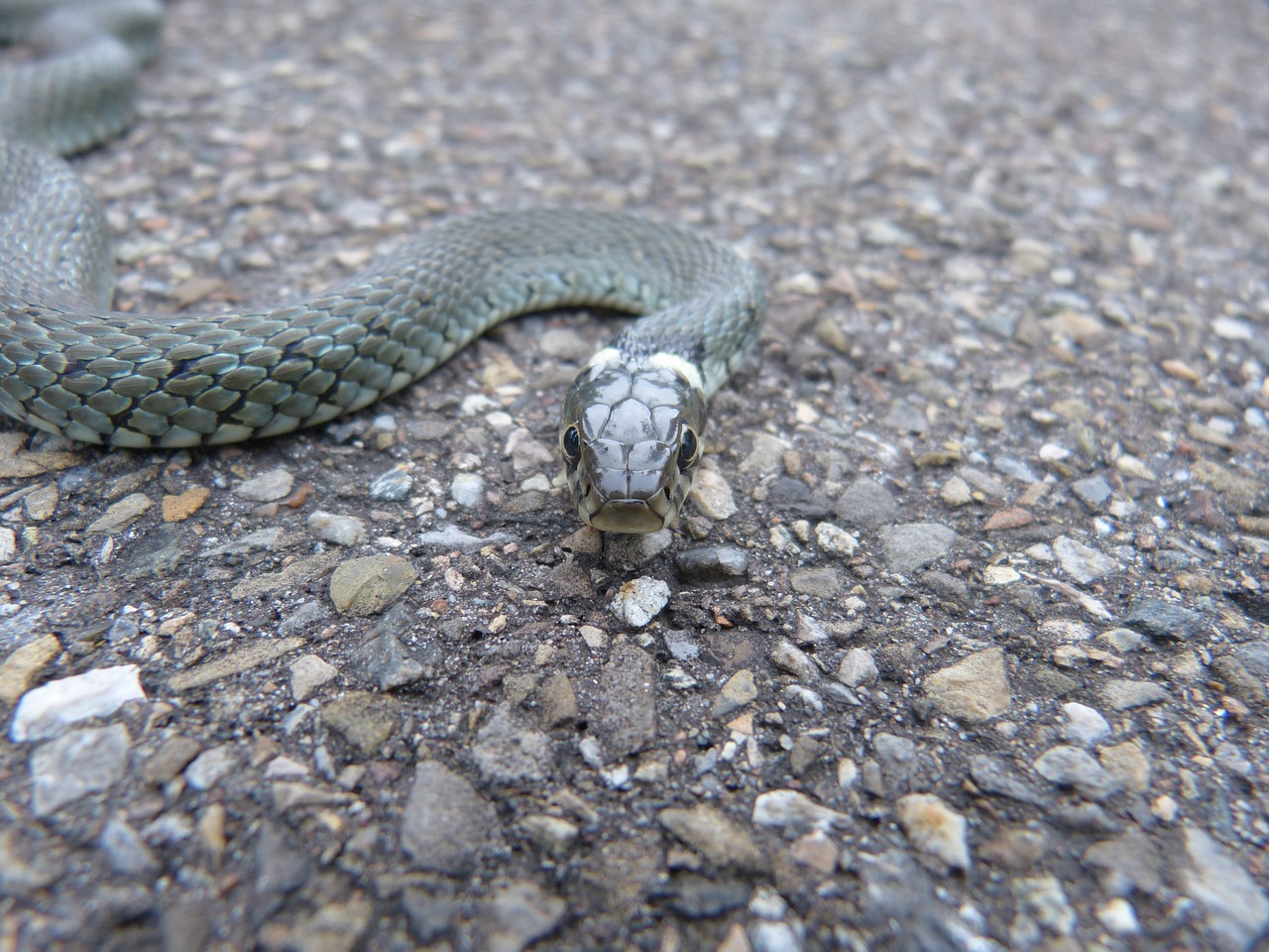 Žolės Gyvatė, Gyvatė, Ropliai, Natter, Natrix Natrix, Kolubridae, Rūšis, Jaunas Gyvūnas, Gyvūnas, Nepavojingas