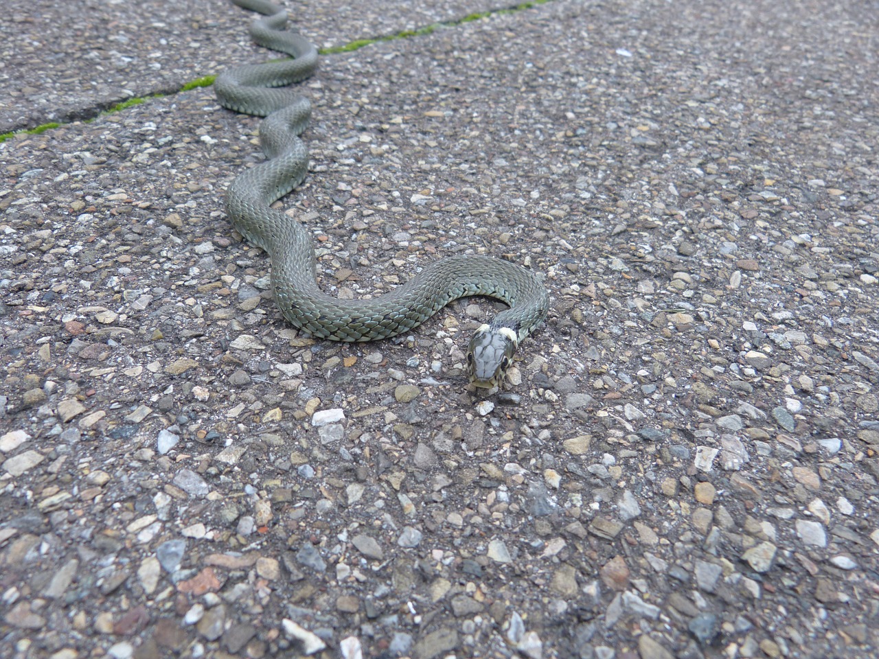 Žolės Gyvatė, Gyvatė, Ropliai, Natter, Natrix Natrix, Kolubridae, Rūšis, Jaunas Gyvūnas, Gyvūnas, Nepavojingas