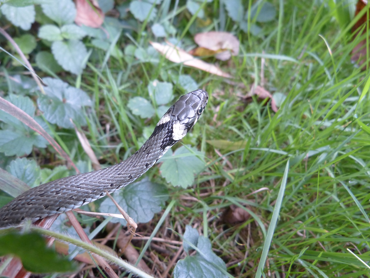 Žolės Gyvatė, Gyvatė, Ropliai, Natter, Natrix Natrix, Kolubridae, Rūšis, Jaunas Gyvūnas, Gyvūnas, Nepavojingas