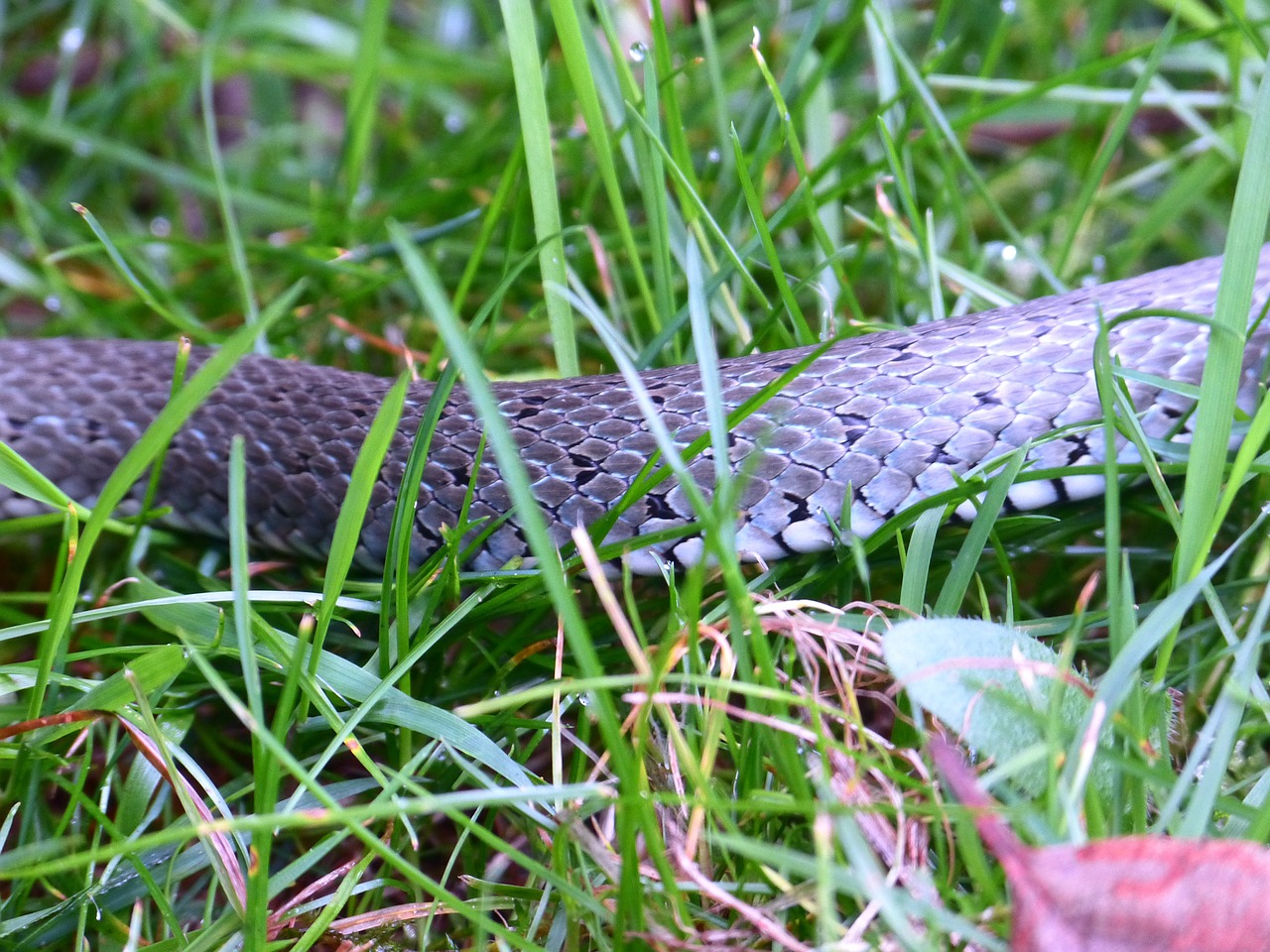 Žolės Gyvatė, Gyvatė, Skalė, Piešimas, Ropliai, Natter, Natrix Natrix, Kolubridae, Rūšis, Jaunas Gyvūnas