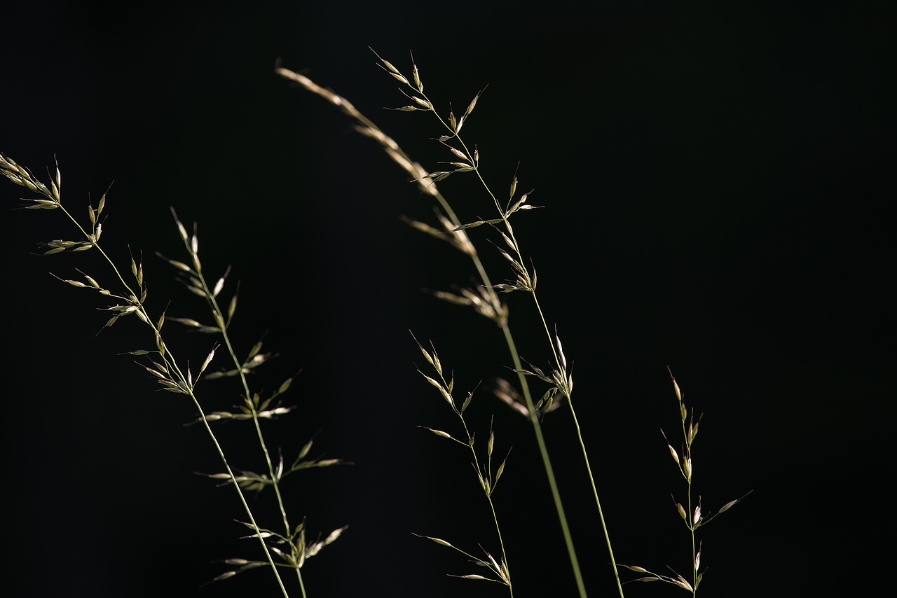 Žolės, Sėklos, Gamta, Uždaryti, Žalias, Žolės Ausis, Augalas, Twilight, Varginantis, Vasara