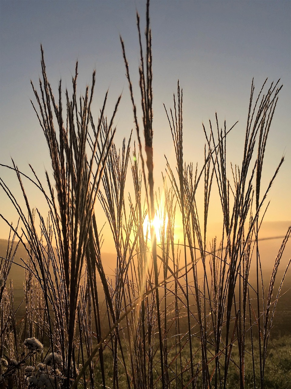 Žolės, Saulėtekis, Gamta, Morgenstimmung, Žolė, Dangus, Romantiškas, Idilija, Atgal Šviesa, Saulė