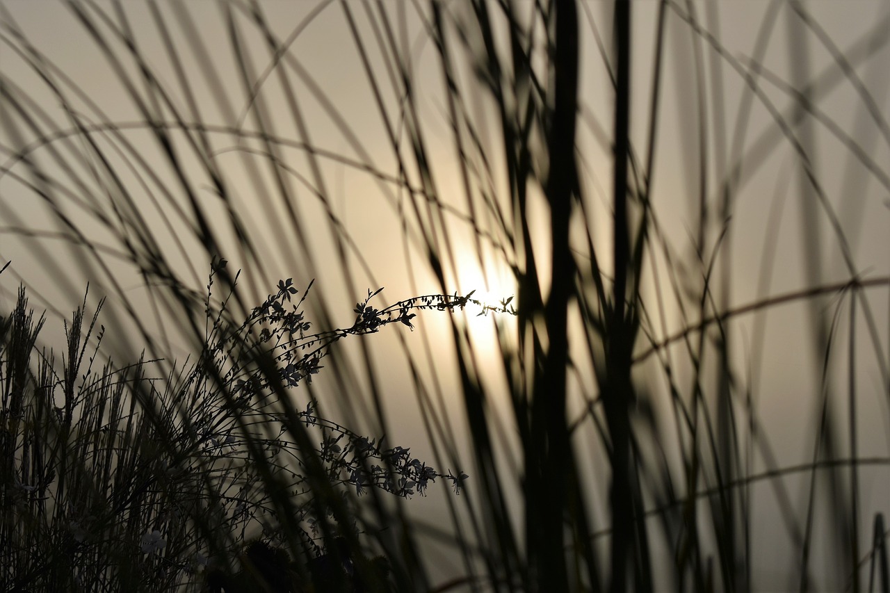 Žolės, Atgal Šviesa, Rūkas, Morgenstimmung, Saulėtekis, Žolė, Gamta, Saulė, Closeups, Žolės Žolės