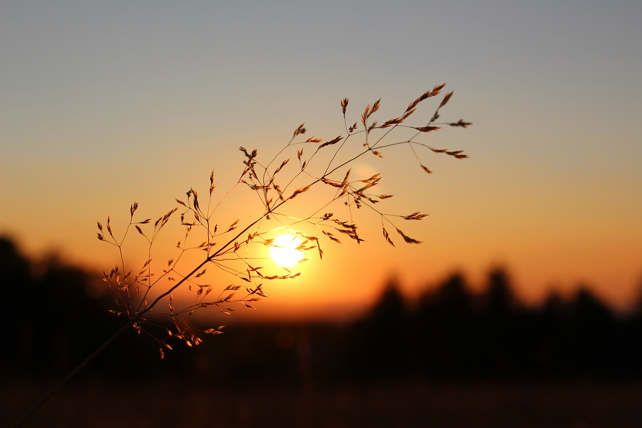 Žolės, Žolės Mentė, Atgal Šviesa, Kraštovaizdis, Auksinis, Abendstimmung, Nemokamos Nuotraukos,  Nemokama Licenzija