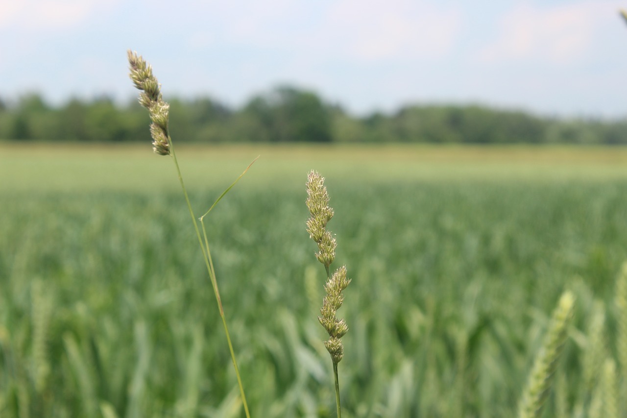 Žolės,  Laukai,  Grūdų Srityse,  Meadow,  Pobūdį,  Laukas,  Ausies,  Žolė,  Grūdai,  Pjauti