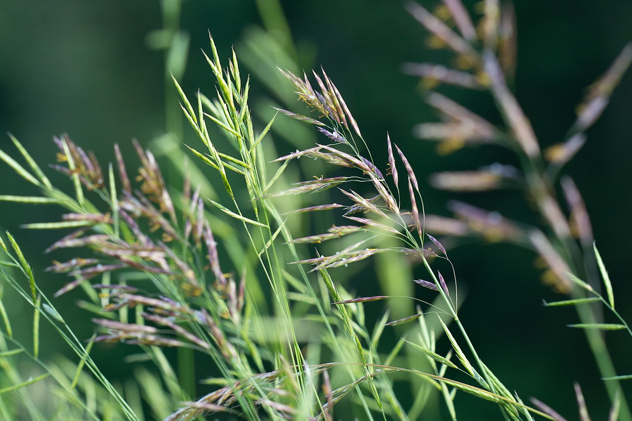 Žolės,  Žalias,  Žalios Žolės,  Sėklos,  Pobūdį,  Aukštos Žolės,  Meadow,  Iš Arti,  Žolė Pieva,  Ašmenys Žolės