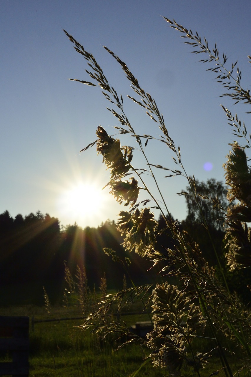 Žolės,  Gamta,  Pieva,  Abendstimmung,  Vasara,  Laukas,  Kaimas,  Žolė, Nemokamos Nuotraukos,  Nemokama Licenzija