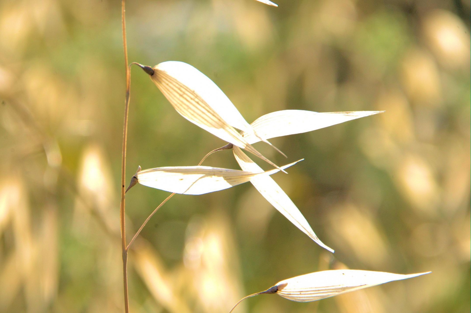 Žolės,  Popietė,  Saulės Šviesa,  Bokeh,  Fonas,  Piktžolės,  Gamta,  Lauke,  Laukas,  Laukiniai