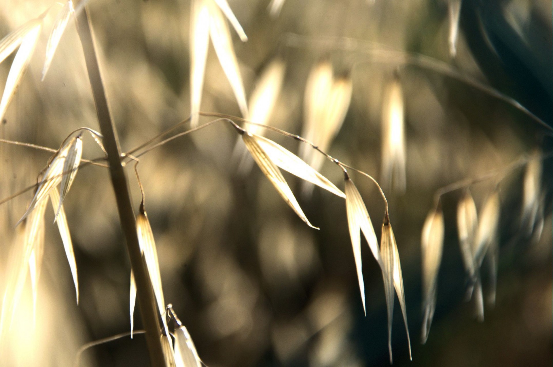 Žolės,  Popietė,  Saulės Šviesa,  Bokeh,  Fonas,  Piktžolės,  Saulė,  Gamta,  Lauke,  Laukas