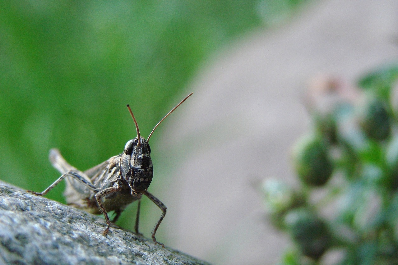 Žiogas, Akmuo, Ant Akmens, Vabzdys, Gamta, Laukinė Gamta, Klaida, Makro, Žalias, Fauna