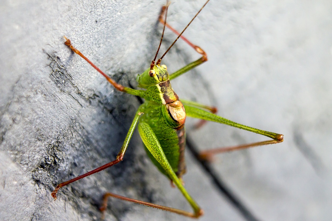 Žiogas, Žalias, Rūgšta Žalia, Spalvos, Spalva, Žvėrys, Kenkėjai, Critter, Beasties, Gyvūnas