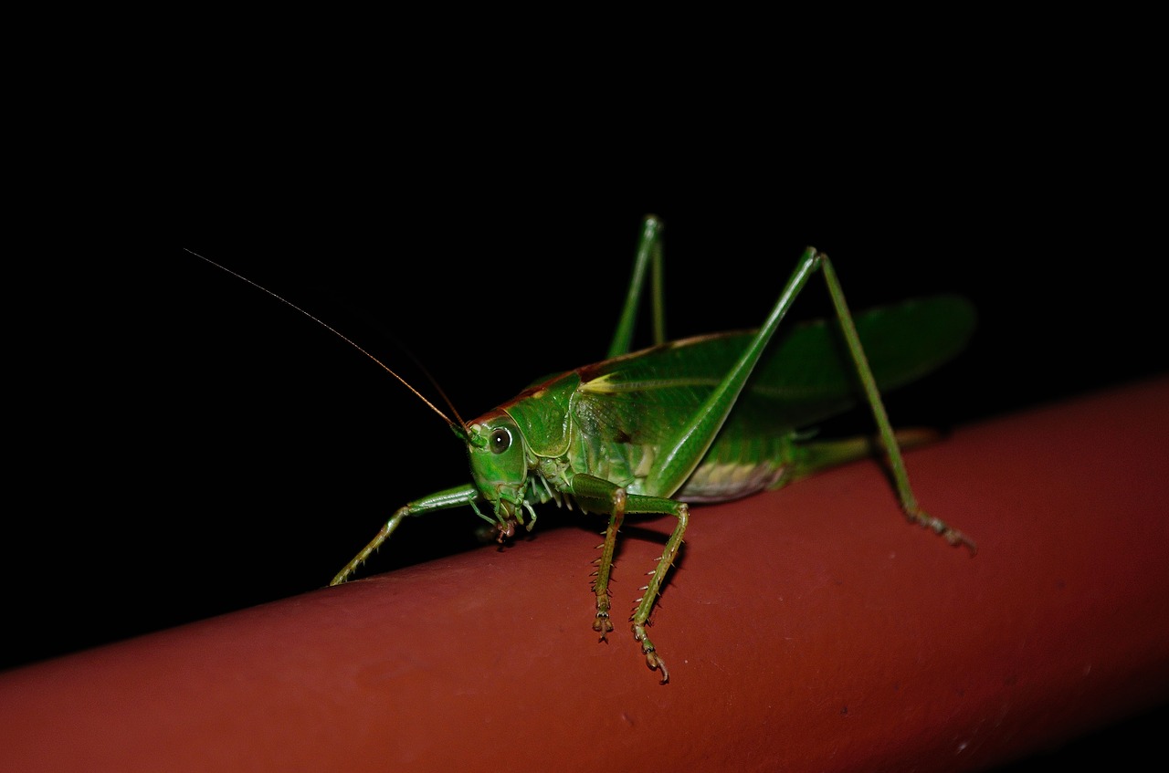 Žiogas, Vabzdys, Tettigonia Viridissima, Nemokamos Nuotraukos,  Nemokama Licenzija