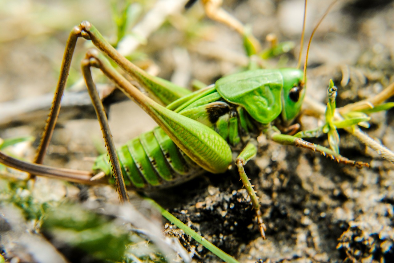 Žiogas, Konik, Laukas, Pieva, Šokinėti, Žolės Žolės, Nemokamos Nuotraukos,  Nemokama Licenzija