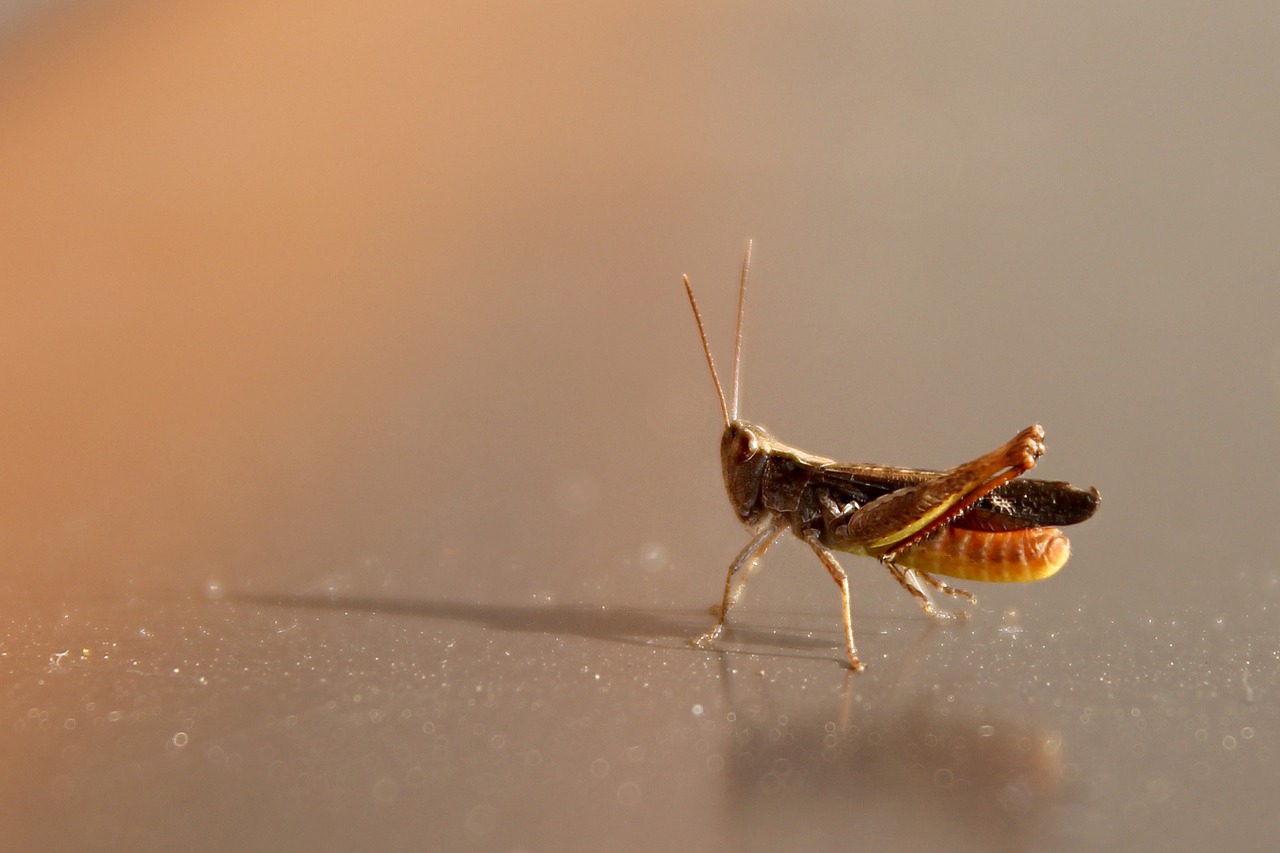 Žiogas, Tettigonia Viridissima, Kriketas, Vabzdys, Makro, Iš Arti, Gamta, Konik, Antenos, Pieva