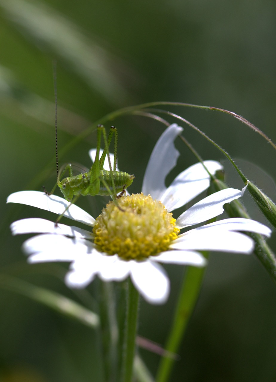 Žiogas, Žalias, Gėlė, Insekta, Gamta, Ramunė, Nemokamos Nuotraukos,  Nemokama Licenzija