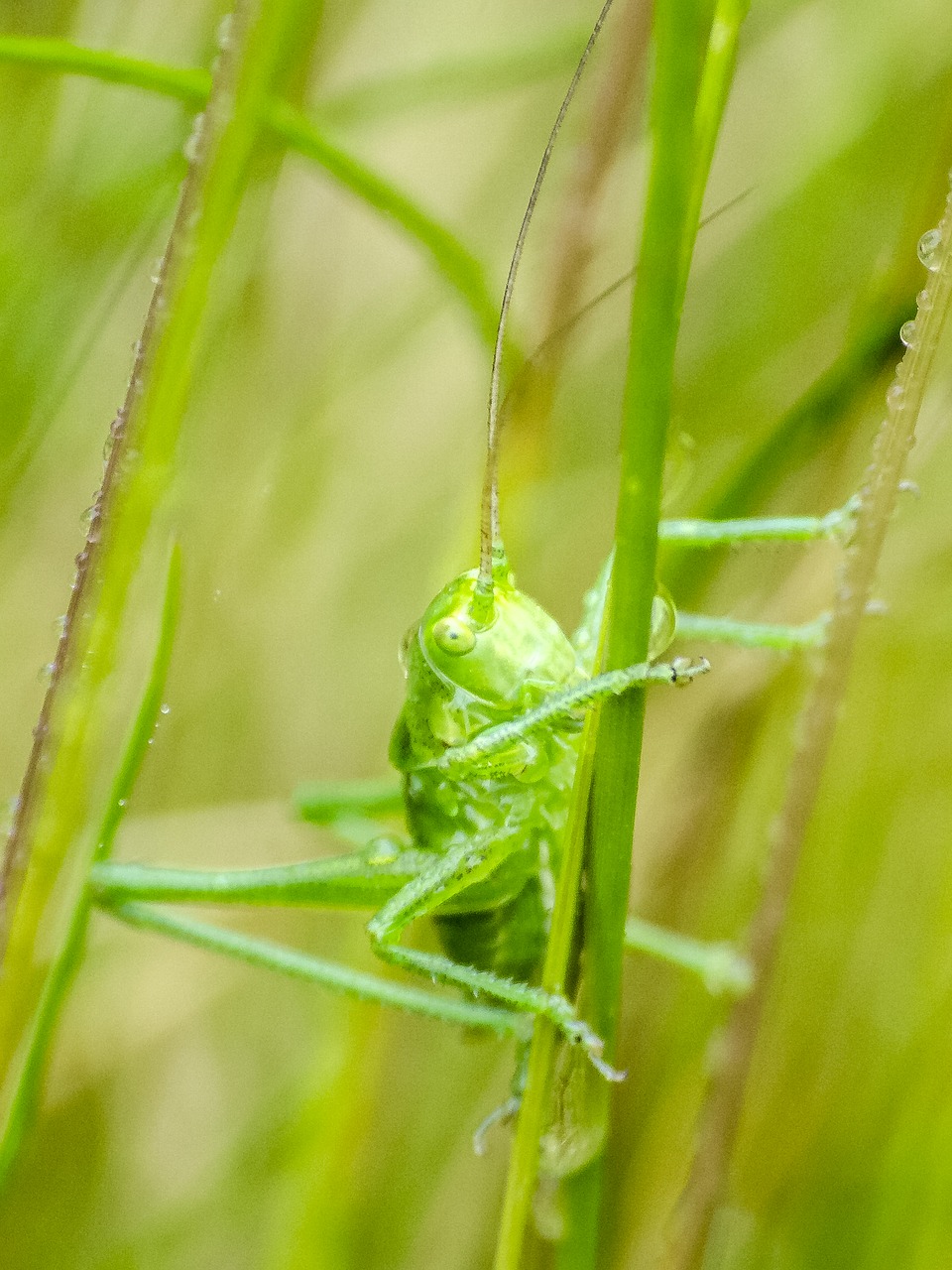 Žiogas, Viridissima, Gamta, Vabzdys, Gyvūnas, Nemokamos Nuotraukos,  Nemokama Licenzija