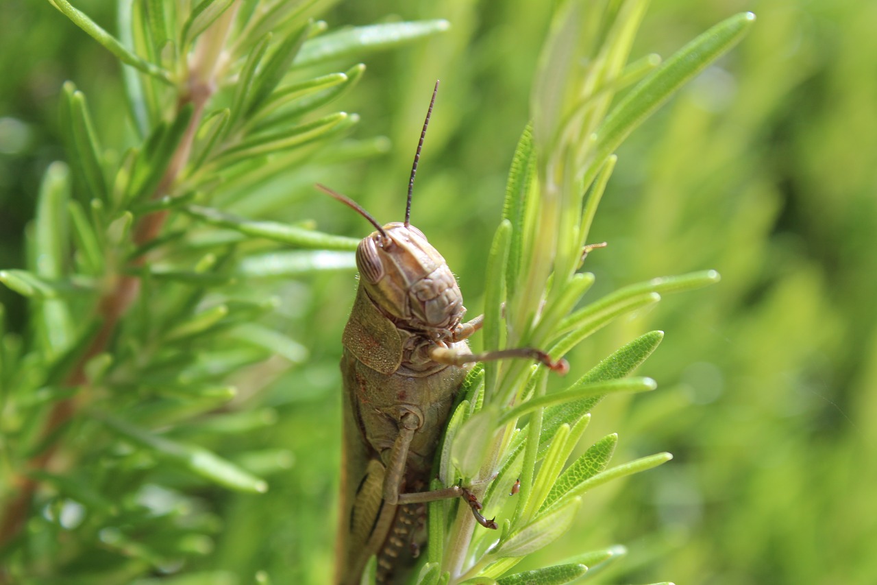 Žiogas, Išsamiai, Vabzdys, Cicada, Kriketas, Gamta, Nemokamos Nuotraukos,  Nemokama Licenzija