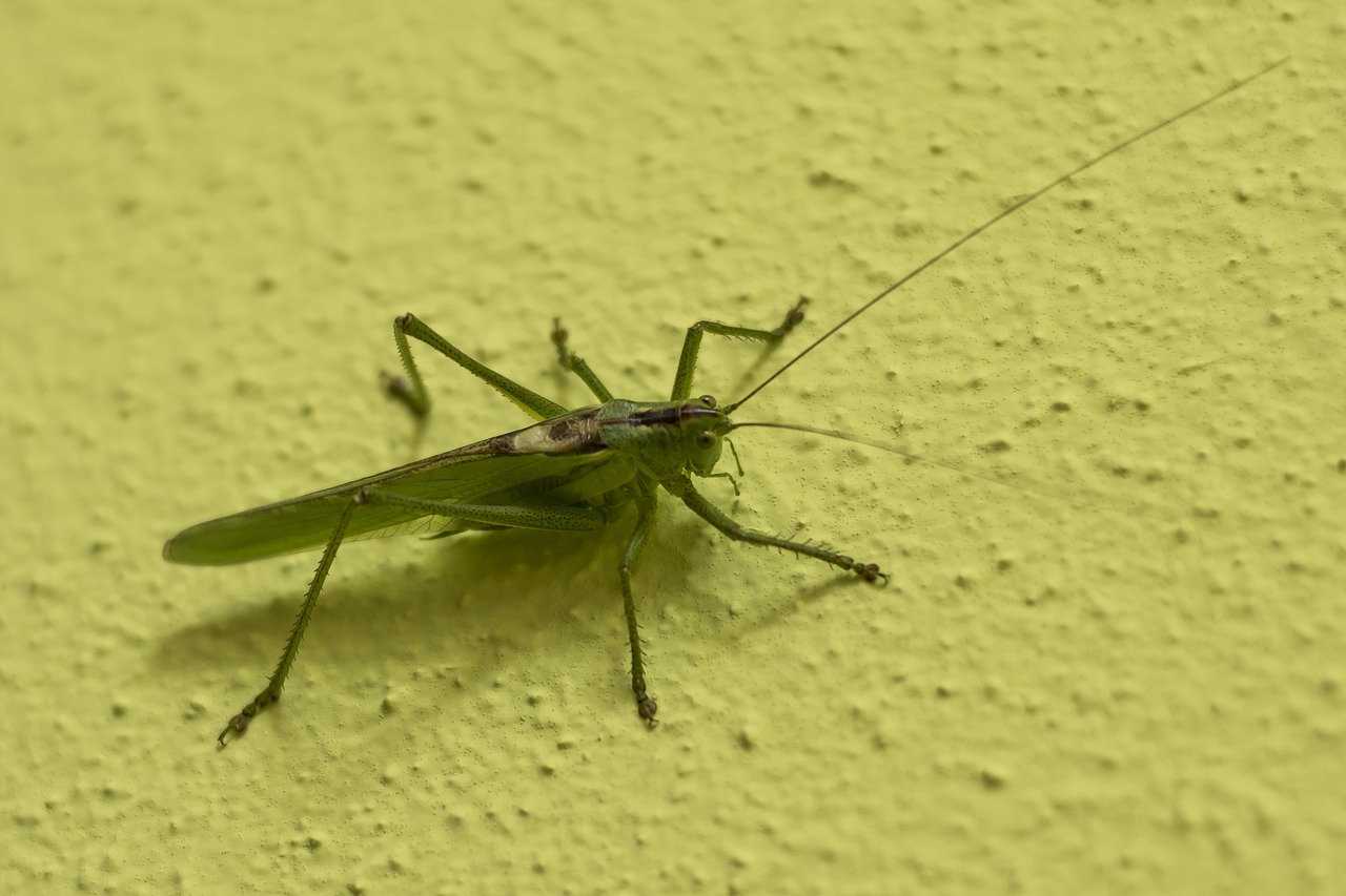 Žiogas, Tettigonia Viridissima, Žalias, Vabzdys, Viridissima, Uždaryti, Gamta, Zondas, Nemokamos Nuotraukos,  Nemokama Licenzija