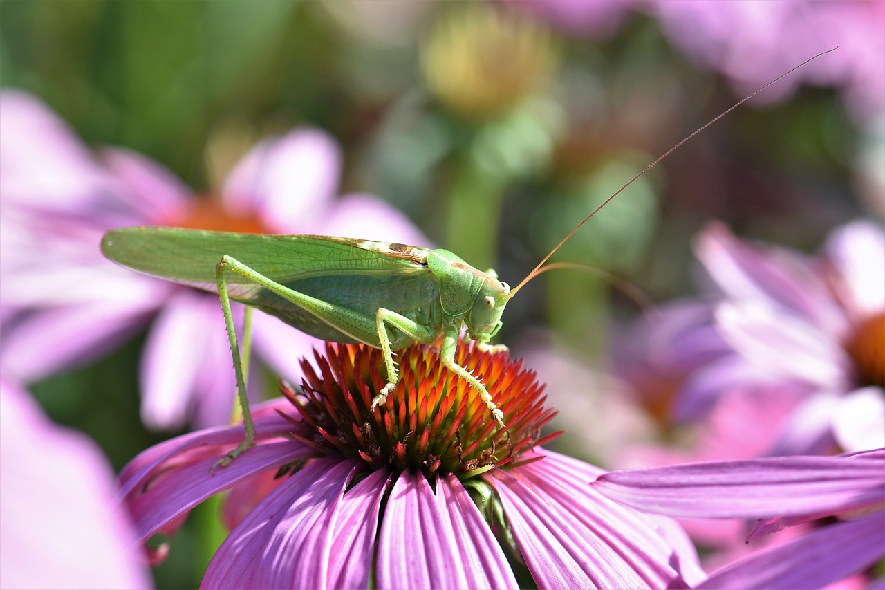 Žiogas, Vabzdys, Gyvūnas, Žalias, Uždaryti, Makro, Augalas, Echinacea, Gėlė, Gamta