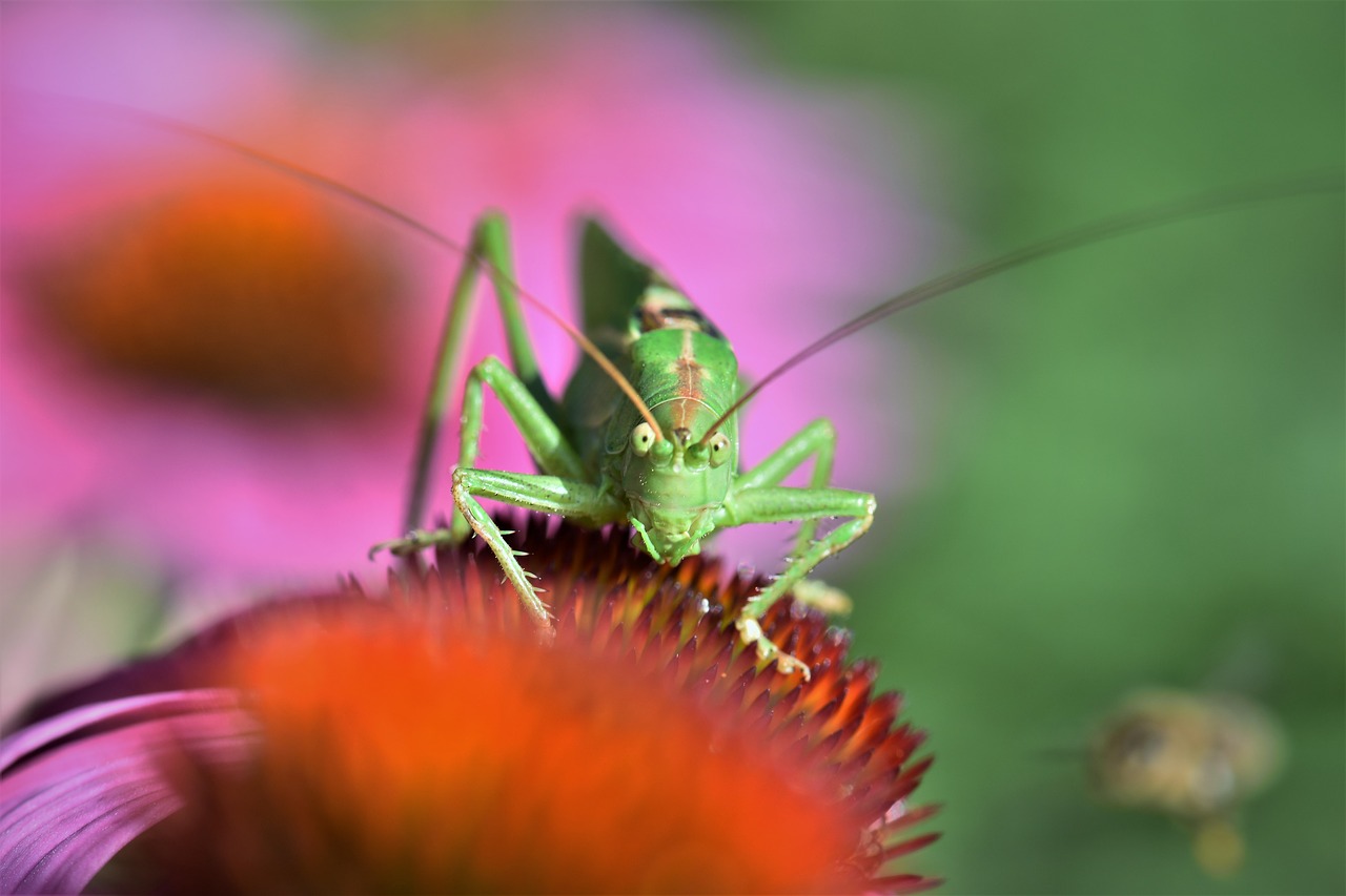 Žiogas, Vabzdys, Gyvūnas, Žalias, Uždaryti, Makro, Augalas, Echinacea, Gėlė, Gamta