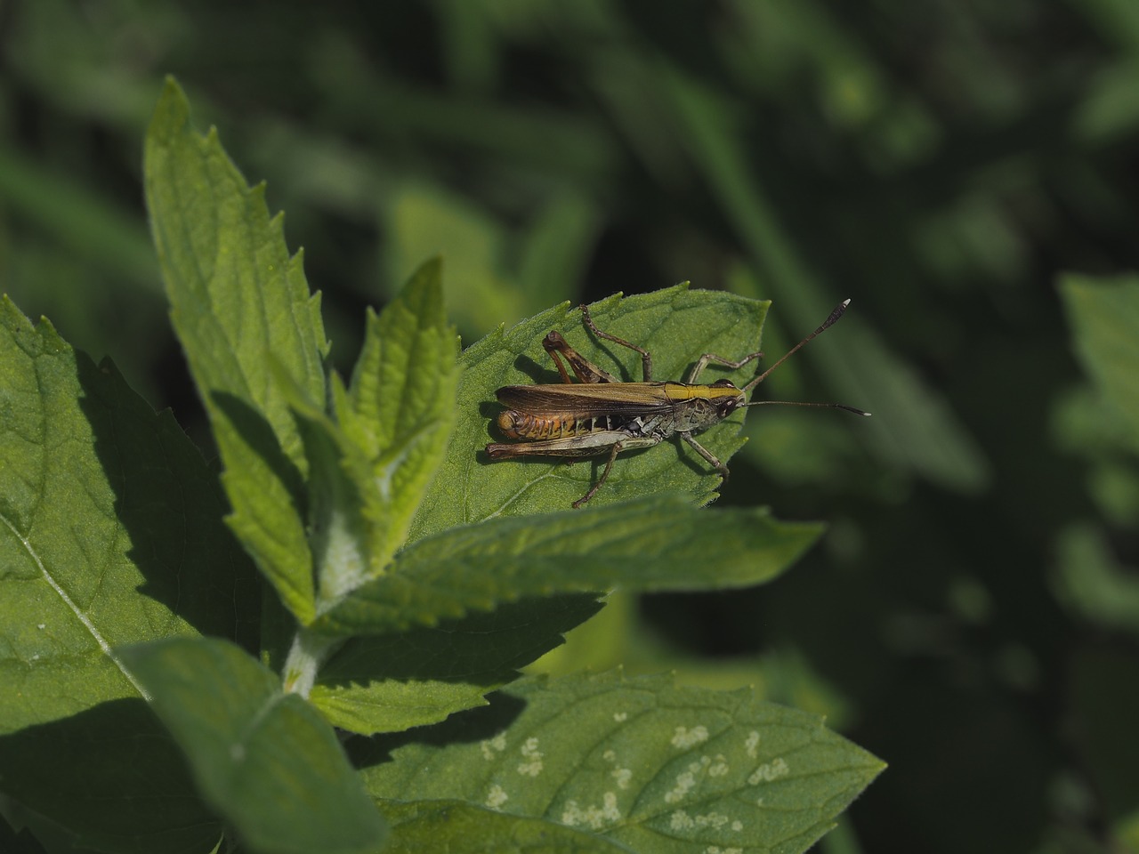 Žiogas, Žalias, Uždaryti, Vabzdys, Kamufliažas, Gamta, Grotelės, Fauna, Flora, Padaras